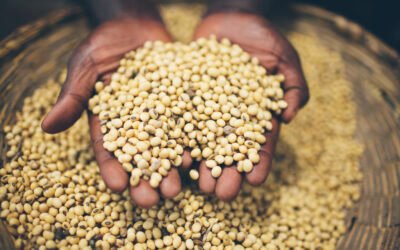 Sámaras: Semillas de Esperanza y Nuevos Comienzos