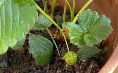 Huerta en Casa Samsari